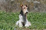 FOX TERRIER 332